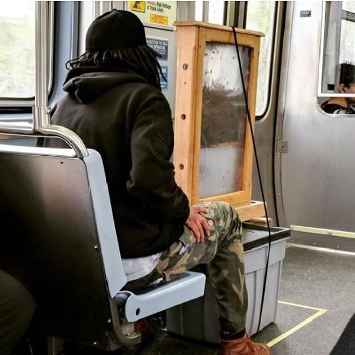 A Guy Gets On CTA (Chicago) With A Colony Of Bees...